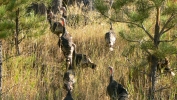 PICTURES/Devils Tower - Wyoming/t_Turkeys2.JPG